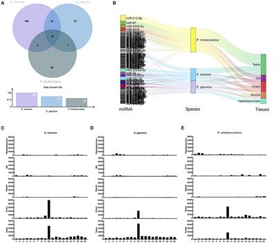 Transcriptional Landscape of Small Non-coding RNAs in Somatic and Gonadal Tissues of Brachyuran Crabs (Genus Eriocheir and Portunus)